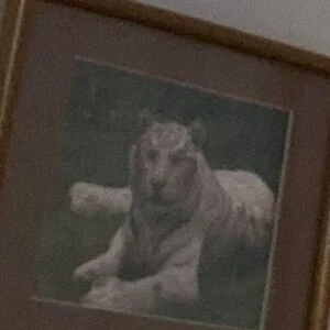 Ashley9k1