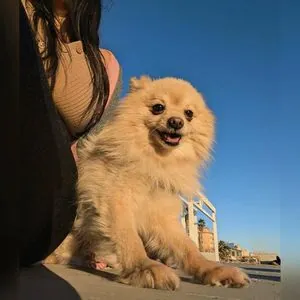 Debsy content