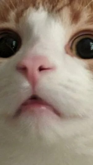 reversetabletopp content